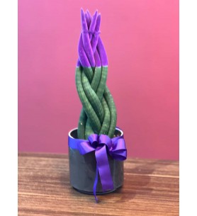 Örgülü Sansevieria Mor Renk ( Büyük Boy 50cm)